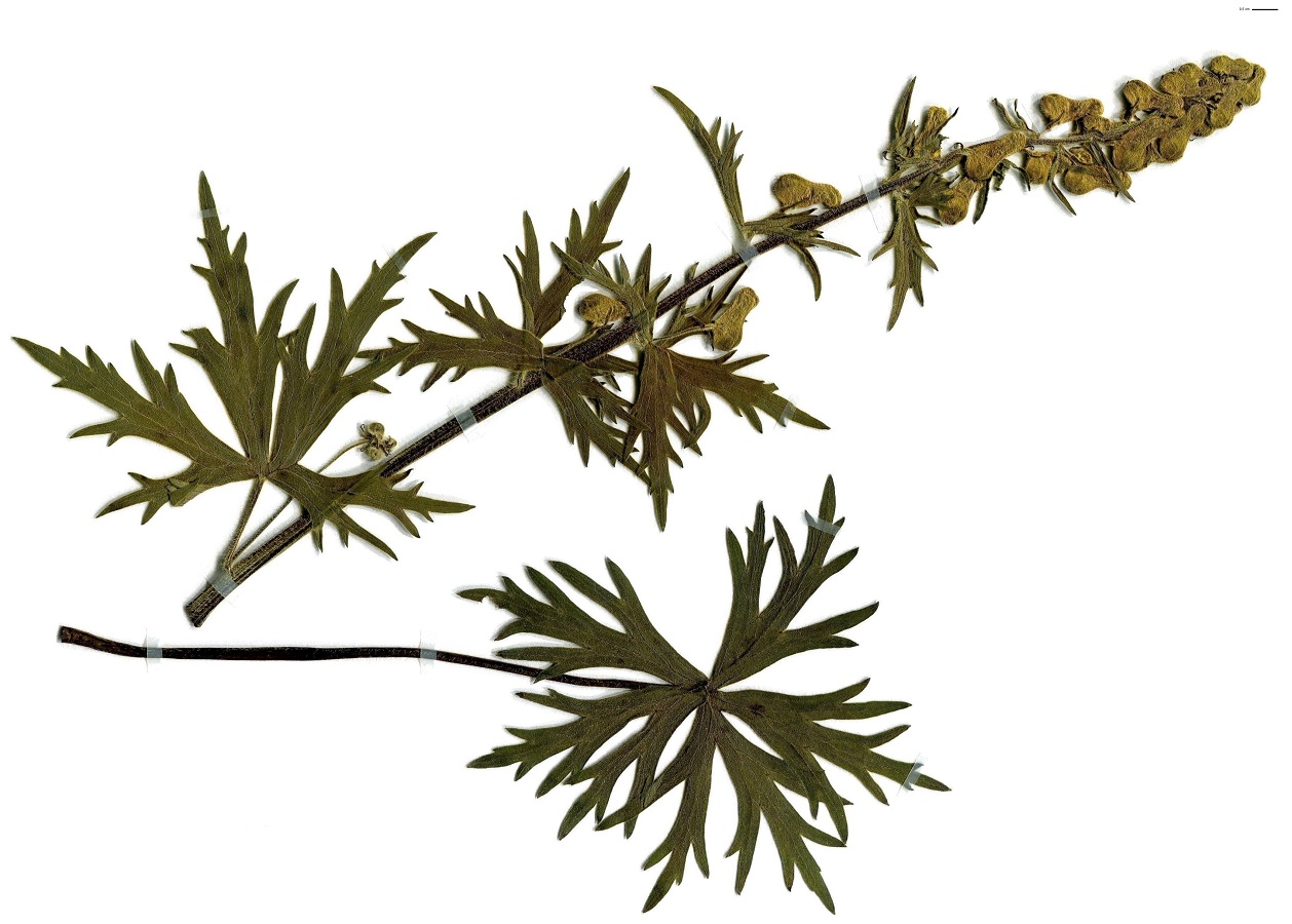 Aconitum lycoctonum subsp. neapolitanum (Ranunculaceae)